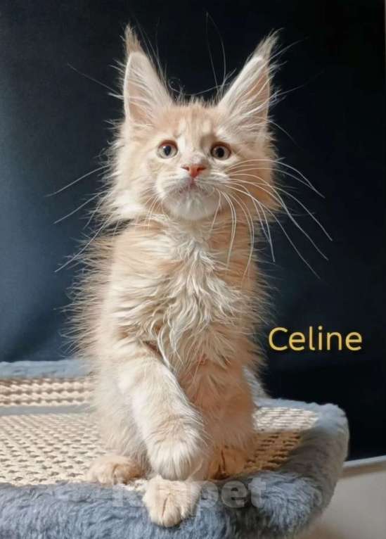 Кошки в других городах Ленинградской области: Мейн-кун котёнок Девочка, 35 000 руб. - фото 1