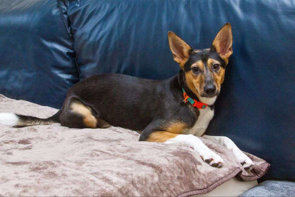 Собаки в Москве: Лея ищет дом Девочка, Бесплатно - фото 3