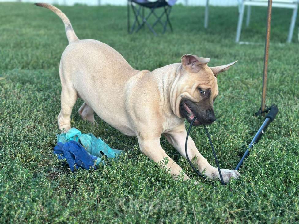 Собаки в других городах Воронежской области: Щенки американского пит-бультерьера Мальчик, 80 000 руб. - фото 2