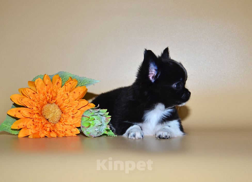Собаки в Москве: Мальчик чихуахуа. Мальчик, 100 000 руб. - фото 5