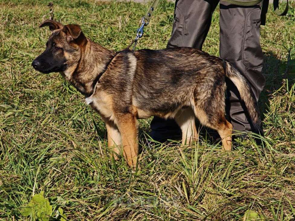 Собаки в Москве: Щенок Лео ищет дом Мальчик, Бесплатно - фото 6