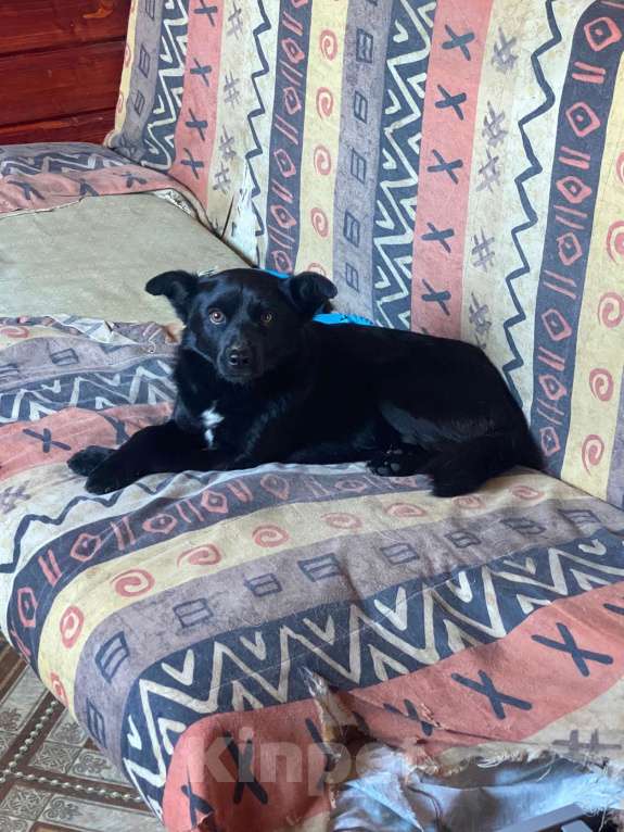 Собаки в Москве: Метис чихуахуа в добрые руки  Мальчик, 1 руб. - фото 4