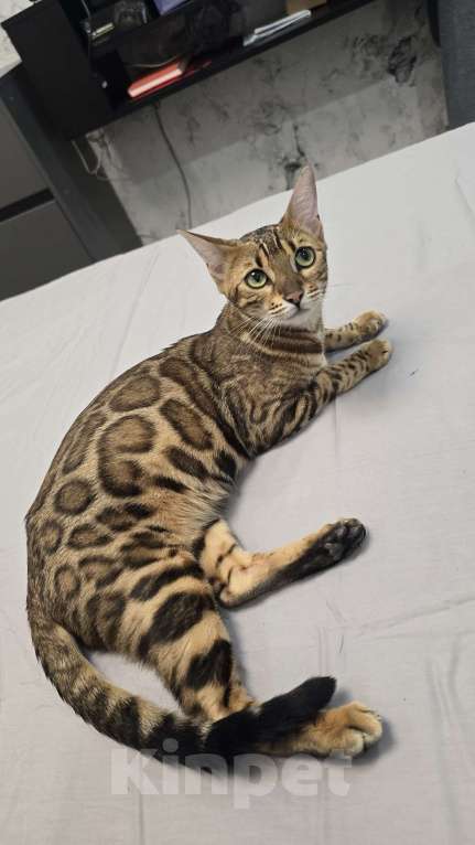 Кошки в Ростове-на-Дону: Бенгальское чудо Девочка, 60 000 руб. - фото 9