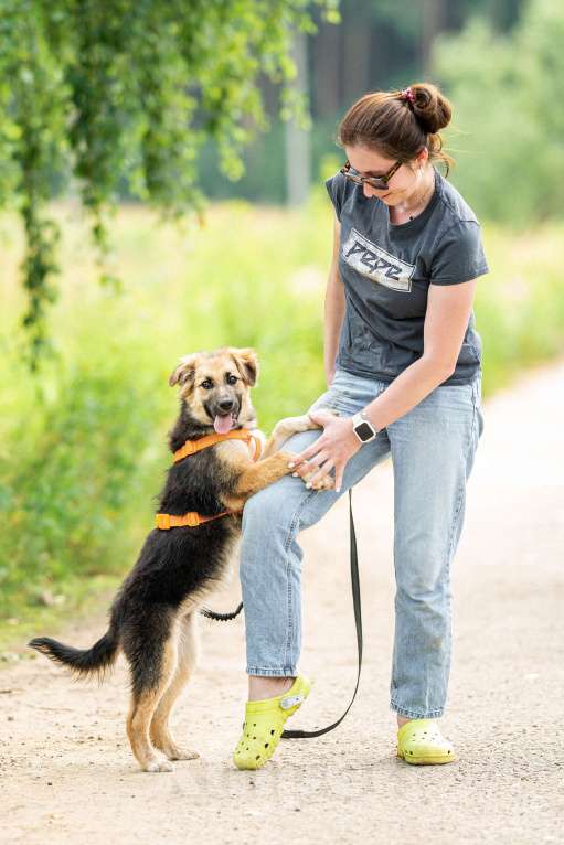 Собаки в Кубинке: Крошка Асти из приюта ищет дом Девочка, Бесплатно - фото 5