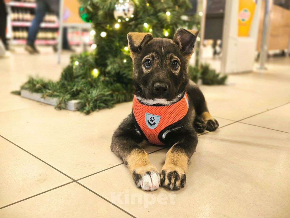 Собаки в Москве: Очаровательная малышка в поиске дома. Девочка, Бесплатно - фото 1