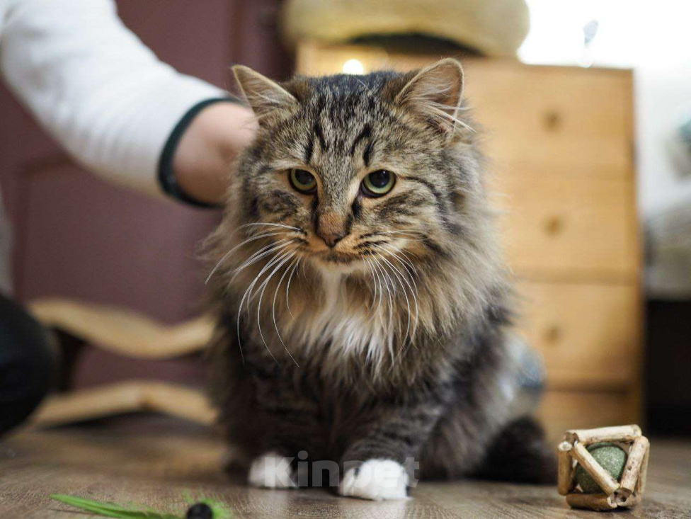 Кошки в Москве: Котик Мохер интересуется, почему он еще не дома Мальчик, Бесплатно - фото 1