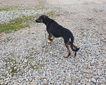 Собаки в Краснодаре: Добрая собака Девочка, Бесплатно - фото 3