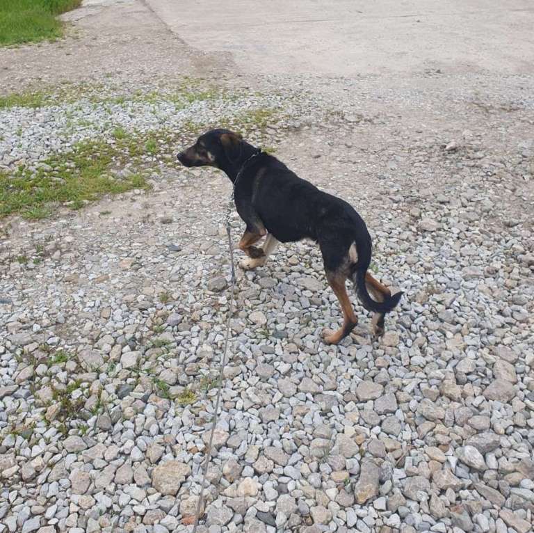 Собаки в Краснодаре: Добрая собака Девочка, Бесплатно - фото 3