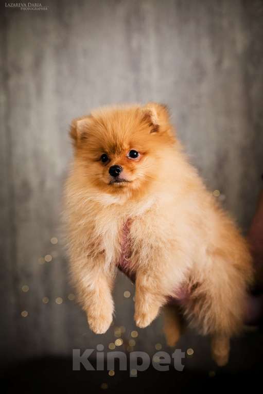 Собаки в Москве: Щенки немецкого шпица (малого) Мальчик, 50 000 руб. - фото 3