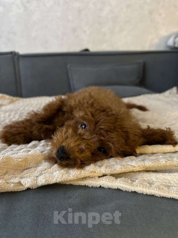 Собаки в Краснодаре: Продам мальтипу мальчик  Мальчик, 60 000 руб. - фото 2