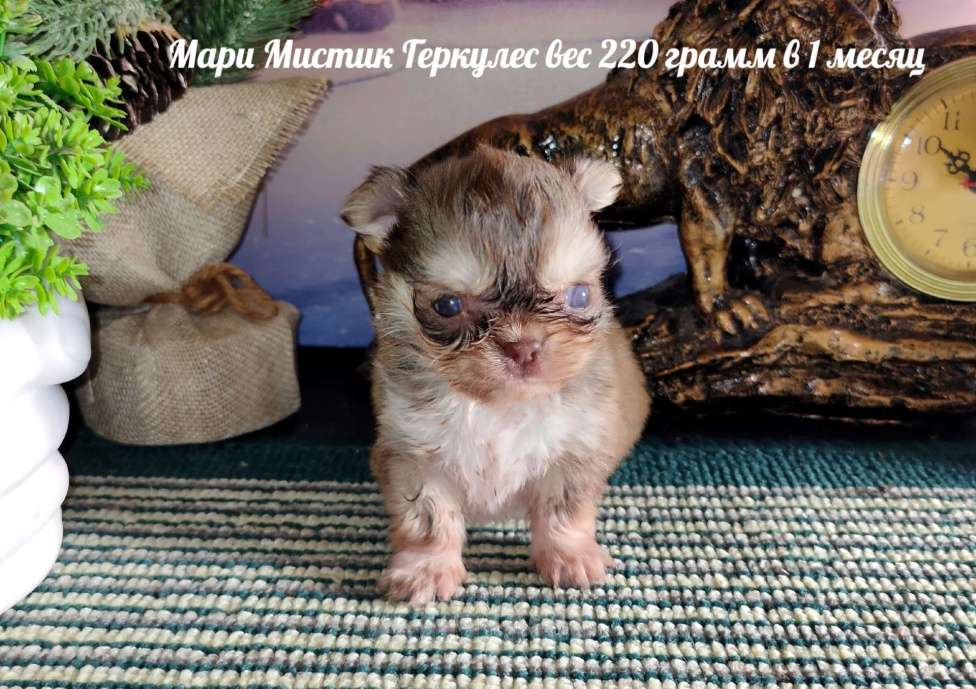Собаки в Санкт-Петербурге: Микро чихуахуа 220 грамм Геркулес Мальчик, 150 000 руб. - фото 3