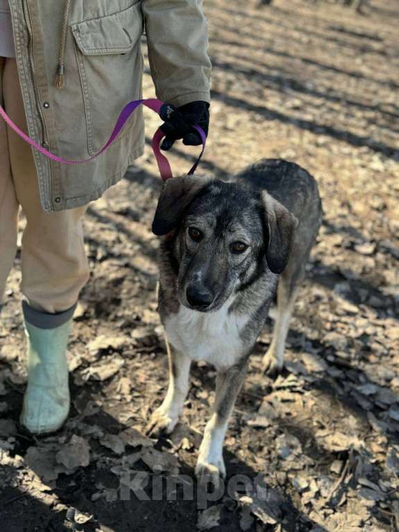 Собаки в Москве: Спокойная и добрая Диона  Девочка, Бесплатно - фото 7