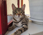Кошки в Красноярске: НАЙДЕНА КОШКА  Девочка, Бесплатно - фото 3