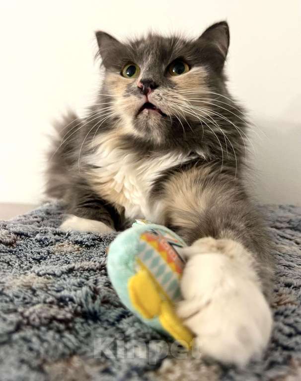 Кошки в Москве: Скромница Анфиса ищет дом Девочка, Бесплатно - фото 3