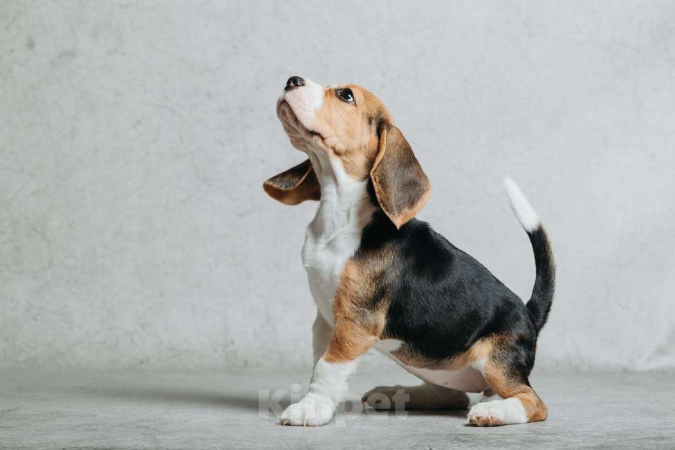 Собаки в Санкт-Петербурге: Высокопородный щенок бигля  Девочка, 50 000 руб. - фото 4