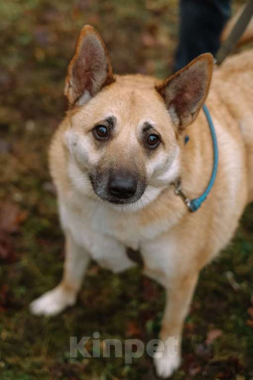 Собаки в Санкт-Петербурге: Собаки из приюта: смышлёная Катрин Девочка, Бесплатно - фото 2