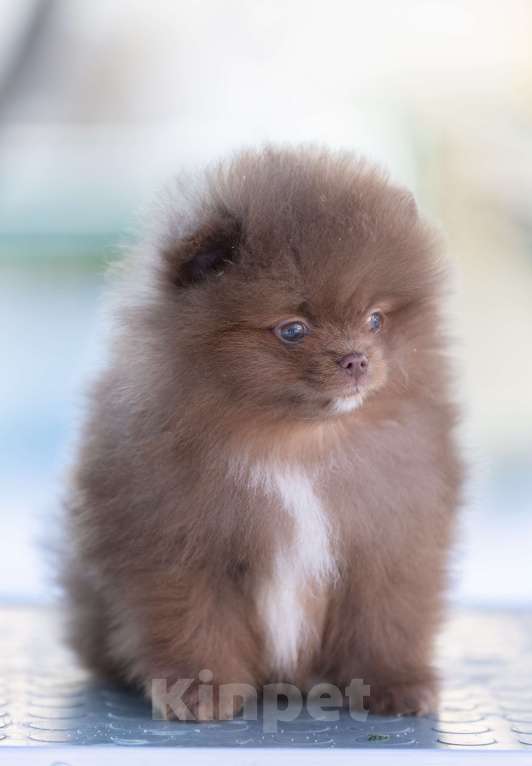 Собаки в Пушкино: щенки померанского шпица Мальчик, 50 000 руб. - фото 1