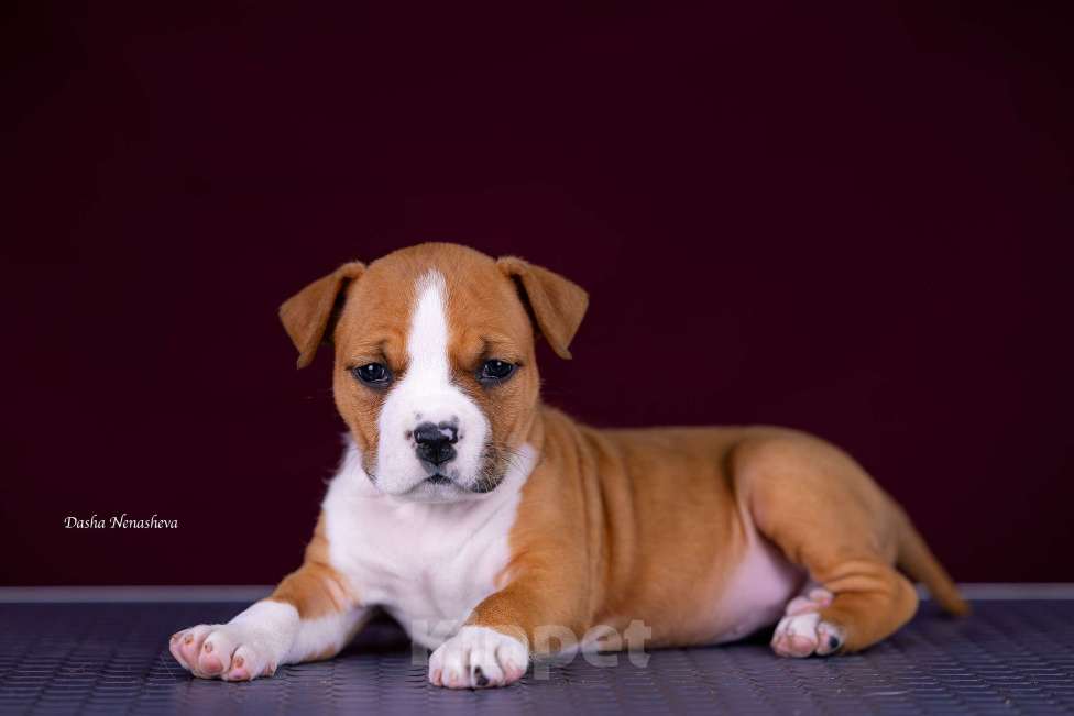 Собаки в других городах Московской области: Американского стаффордширского терьера щенки Девочка, 120 000 руб. - фото 1