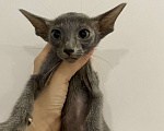 Кошки в Краснодаре: Ориентальный котенок Девочка, Бесплатно - фото 8