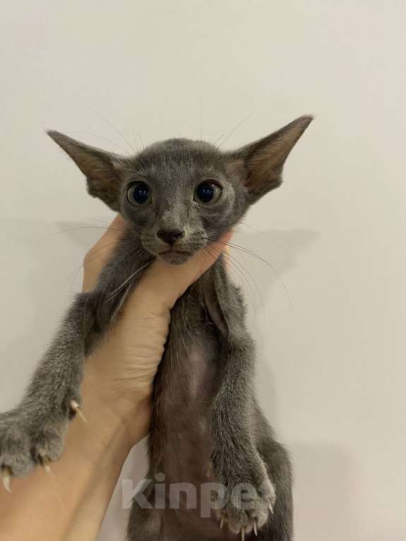 Кошки в Краснодаре: Ориентальный котенок Девочка, Бесплатно - фото 8