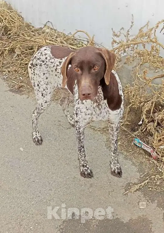 Собаки в других городах Краснодарского края: Найдена собака породы курцхаар Девочка, Бесплатно - фото 1