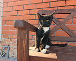 Кошки в Воронеже: Котёнок девочка с доставкой Девочка, Бесплатно - фото 9