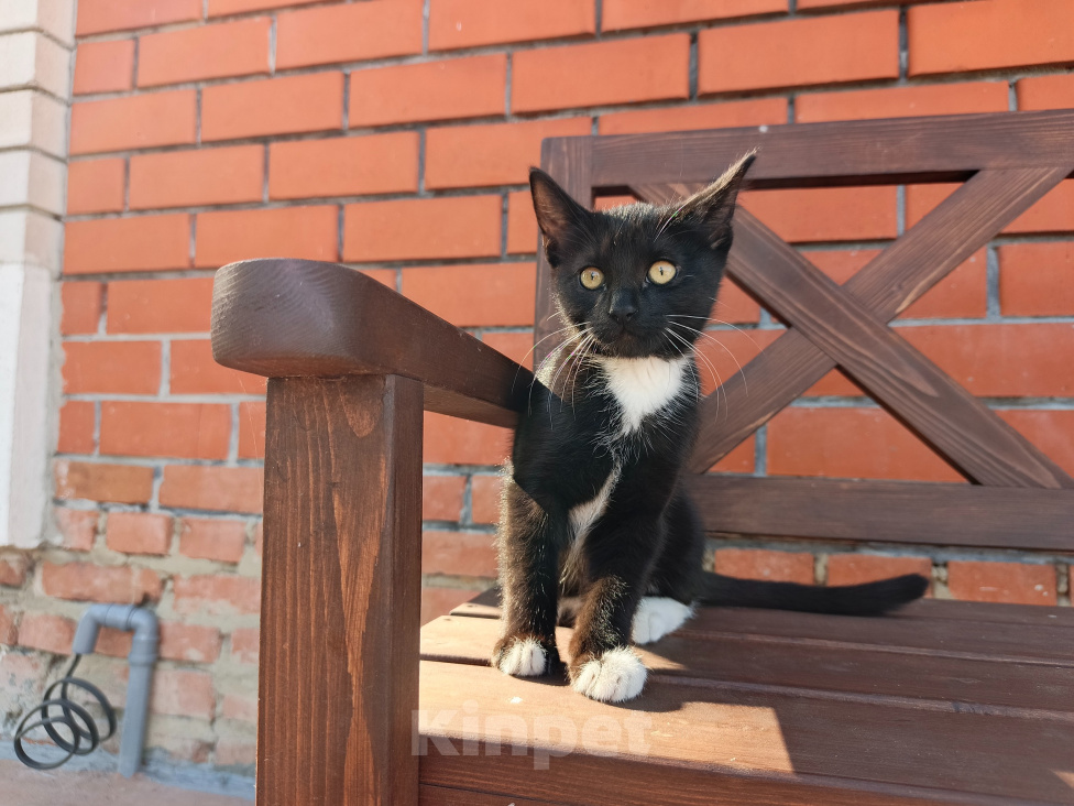 Кошки в Воронеже: Котёнок девочка с доставкой Девочка, Бесплатно - фото 9
