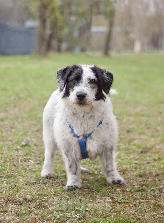 Собаки в Москве: Верный ласковый Сэмми в поисках заботливой семьи Мальчик, Бесплатно - фото 3