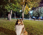 Собаки в Чебоксарах: Щенки колли длинношёрстной Разнополые, 40 000 руб. - фото 5
