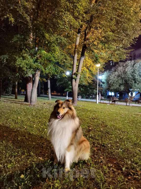 Собаки в Чебоксарах: Щенки колли длинношёрстной Разнополые, 40 000 руб. - фото 5