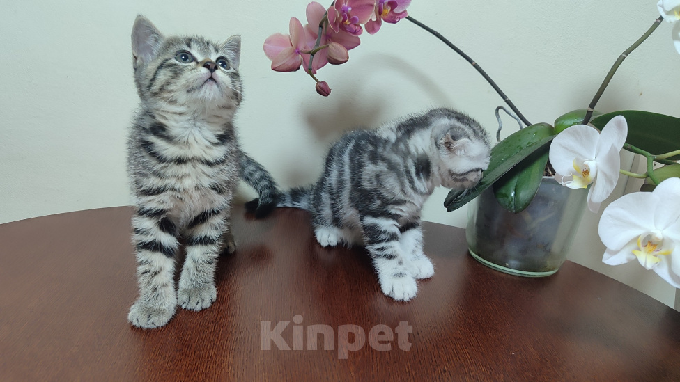 Кошки в Нижнем Новгороде: Продю породистого шотландского прямоухого котика Мальчик, 10 000 руб. - фото 2