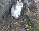 Кошки в Абакане: Котята ищут свой дом Мальчик, Бесплатно - фото 3