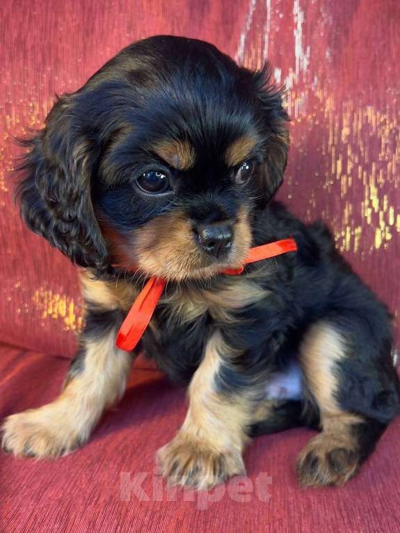 Собаки в Иваново: Милый друг Мальчик, Бесплатно - фото 4