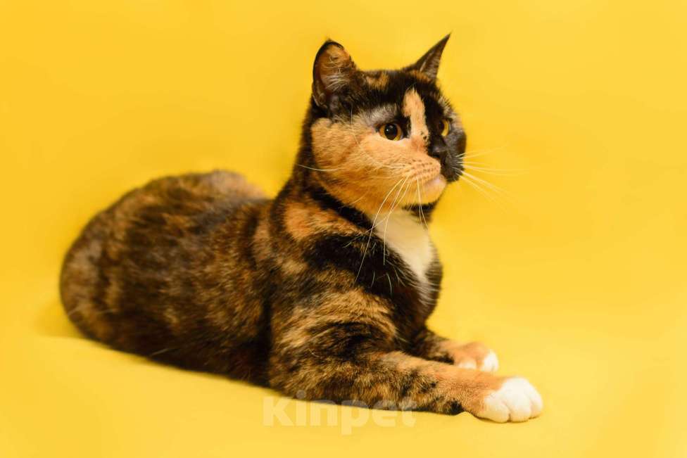 Кошки в Москве: Трехцветная кошка химера необычного окраса Джульетта в дар Девочка, 1 руб. - фото 2