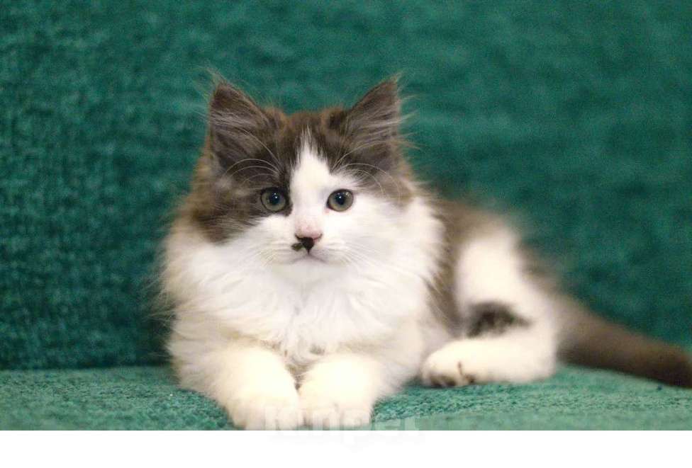 Кошки в Санкт-Петербурге: сибирский котенок с документами Мальчик, 30 000 руб. - фото 3