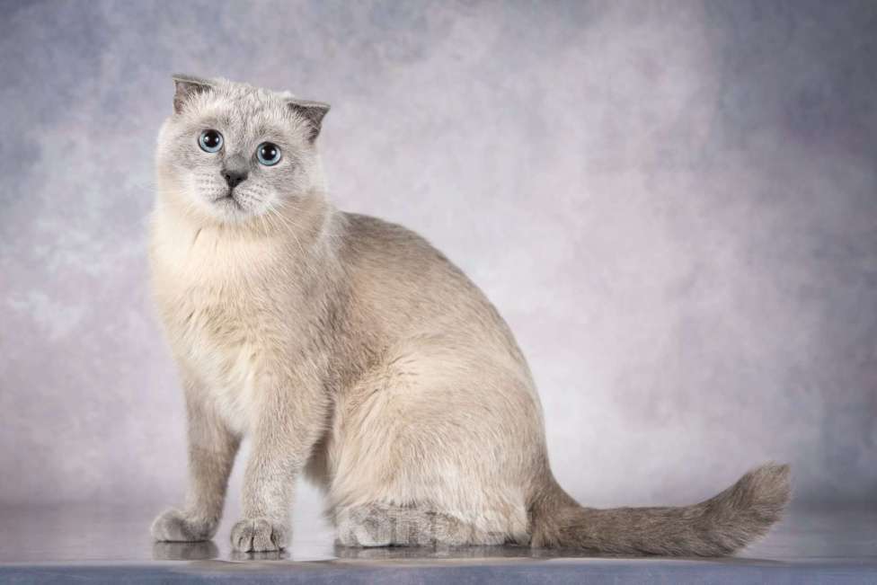 Кошки в Москве: Шотландский вислоухий голубоглазый блю пойнт Мустафа в дар Мальчик, 1 руб. - фото 1