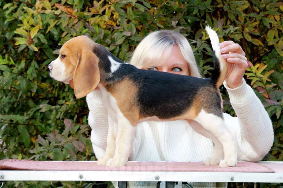 Собаки в Москве: щенок бигля девочка ркф Девочка, 45 000 руб. - фото 3