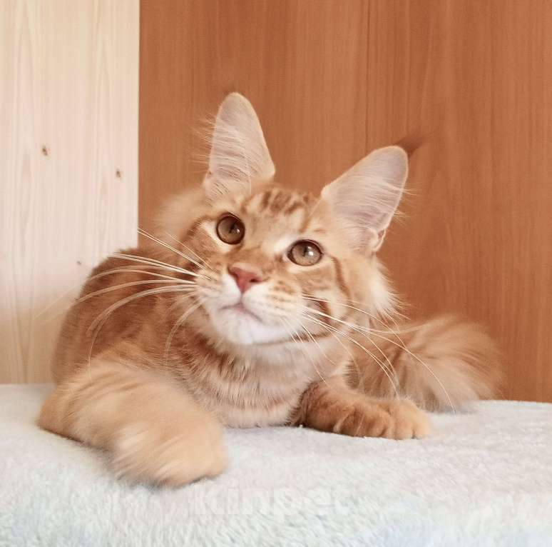 Кошки в Владимире: Кот , мейн-кун , красный тигр Мальчик, 45 000 руб. - фото 1