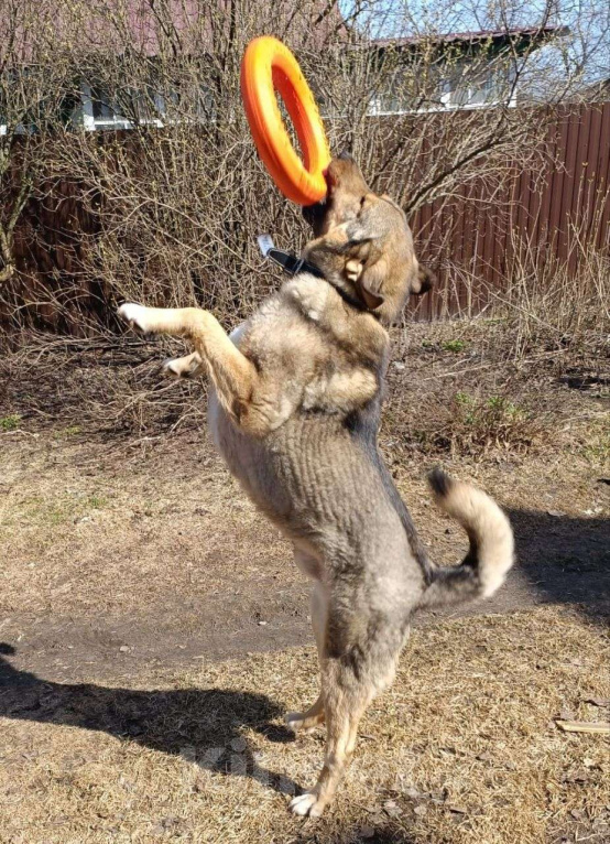 Собаки в Москве: Барни ищет семью,2 года,Привит Мальчик, Бесплатно - фото 6