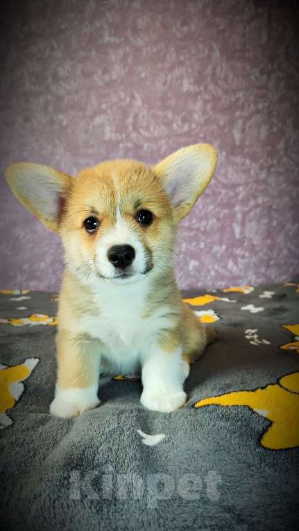 Собаки в Москве: Мальчик Джеймс Бонд Мальчик, 45 000 руб. - фото 3