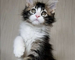 Кошки в Перми: Котята мейн-кун Девочка, 25 000 руб. - фото 1