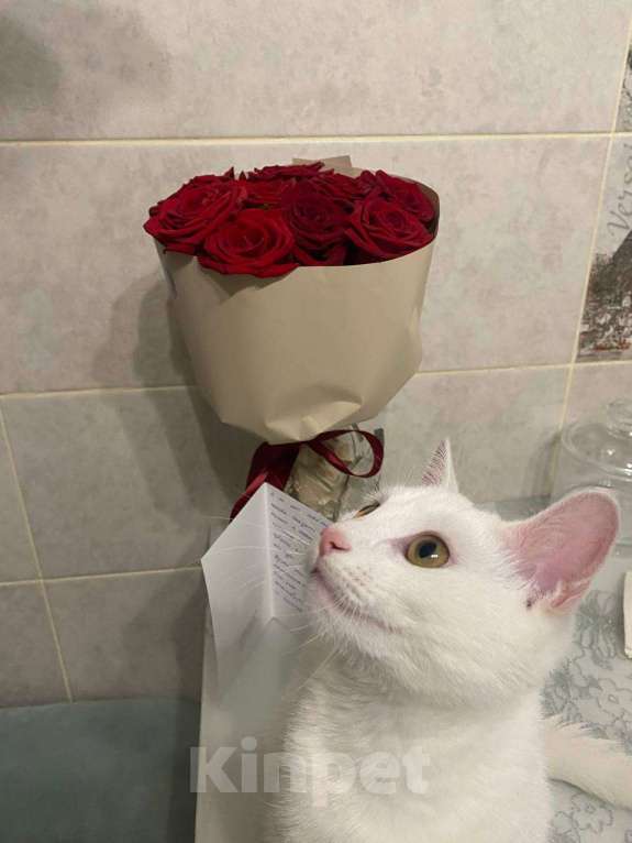 Кошки в Белгороде: кошечка Лиза  Девочка, Бесплатно - фото 2