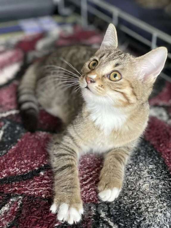 Кошки в Москве: Котенок девочка ищет дом Девочка, Бесплатно - фото 3