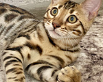 Кошки в Москве: Бенгальский мальчик Мальчик, 50 000 руб. - фото 1