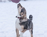 Собаки в Москве: Щенок в добрые руки Мальчик, Бесплатно - фото 7