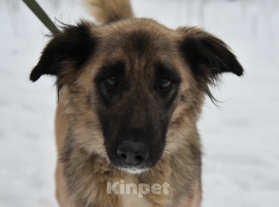 Собаки в Москве: Лиска в поисках любящей семьи  Девочка, Бесплатно - фото 2