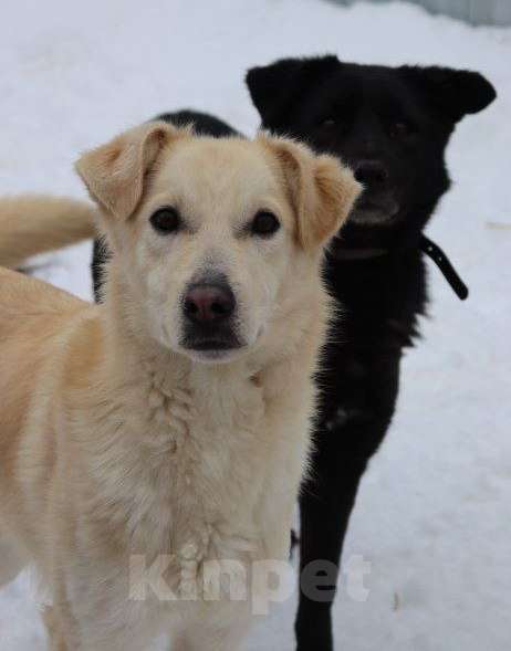 Собаки в Люберцах: Рик ищет дом! Мальчик, Бесплатно - фото 1