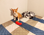 Собаки в Москве: Девочка Басенджи  Девочка, 45 000 руб. - фото 3