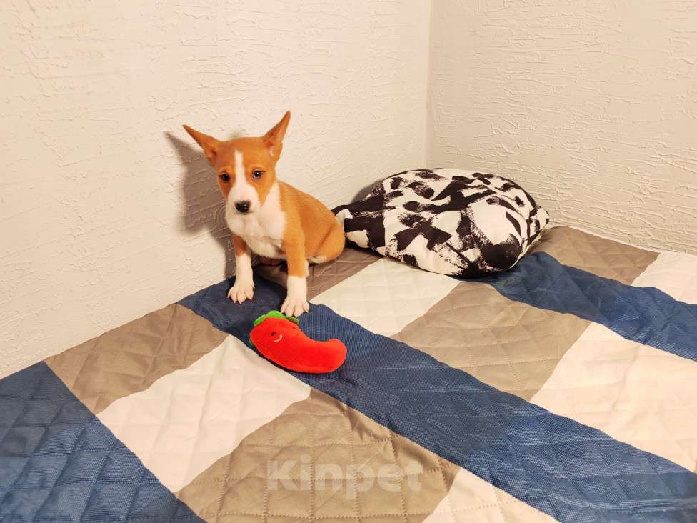 Собаки в Москве: Девочка Басенджи  Девочка, 45 000 руб. - фото 3