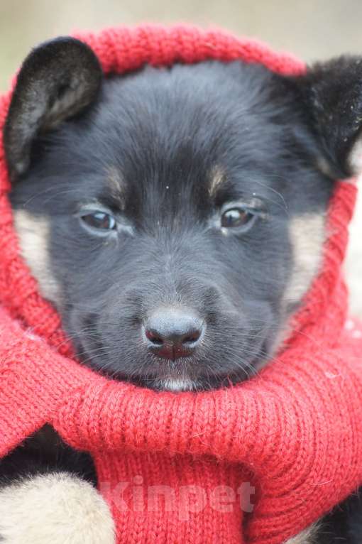 Собаки в Лобне: Щенок Лапушка ищет себе семью Девочка, Бесплатно - фото 3